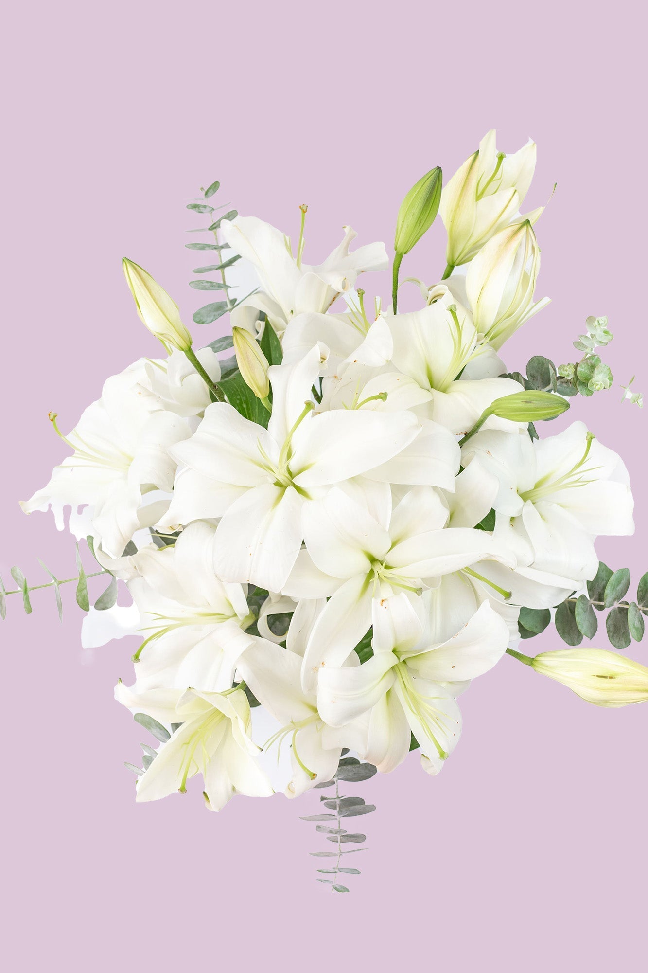 Casa Blanca - Lilium Blanca (PEREIRA)