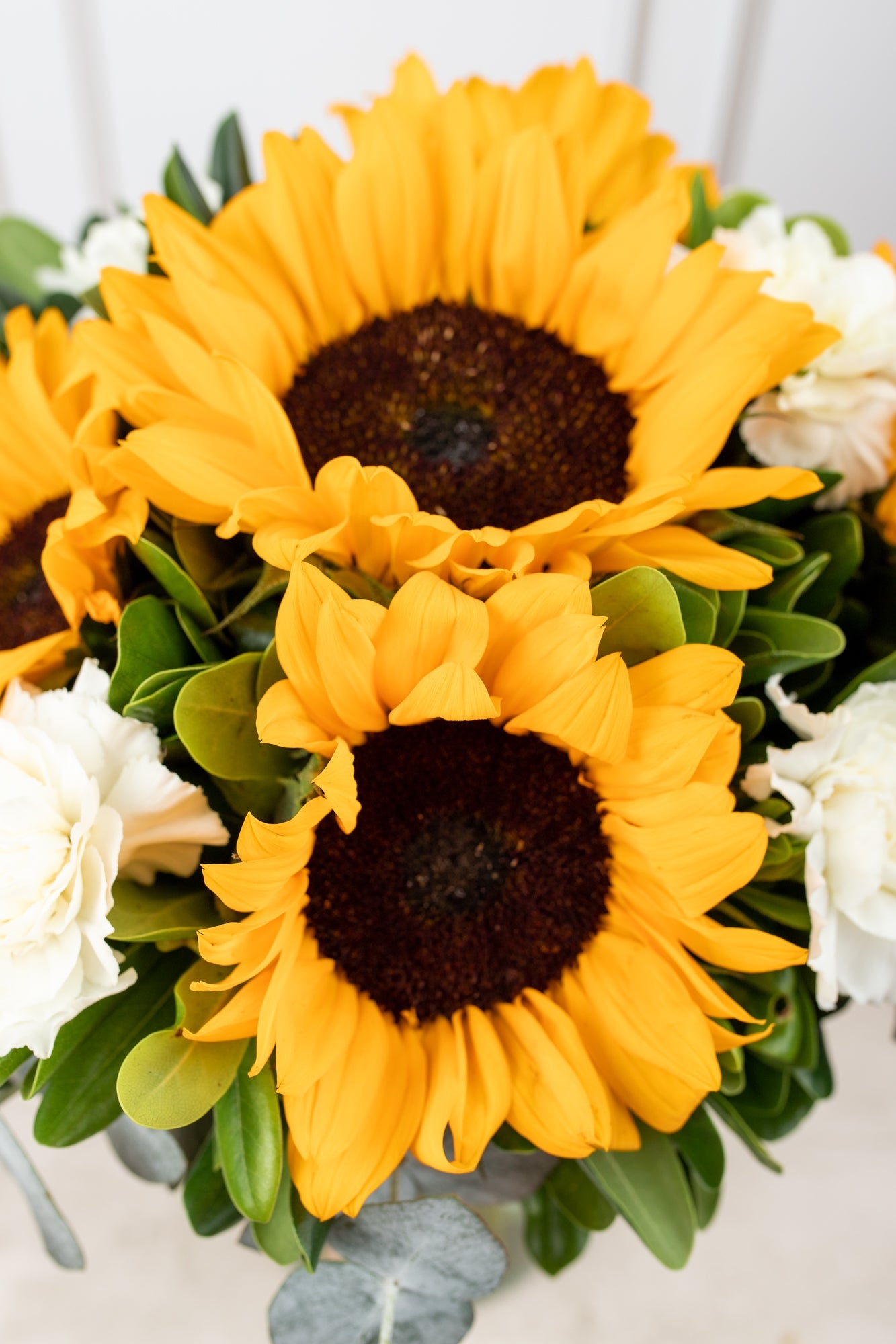 Cuando Calienta el Sol - Girasol y Clavel Blanco