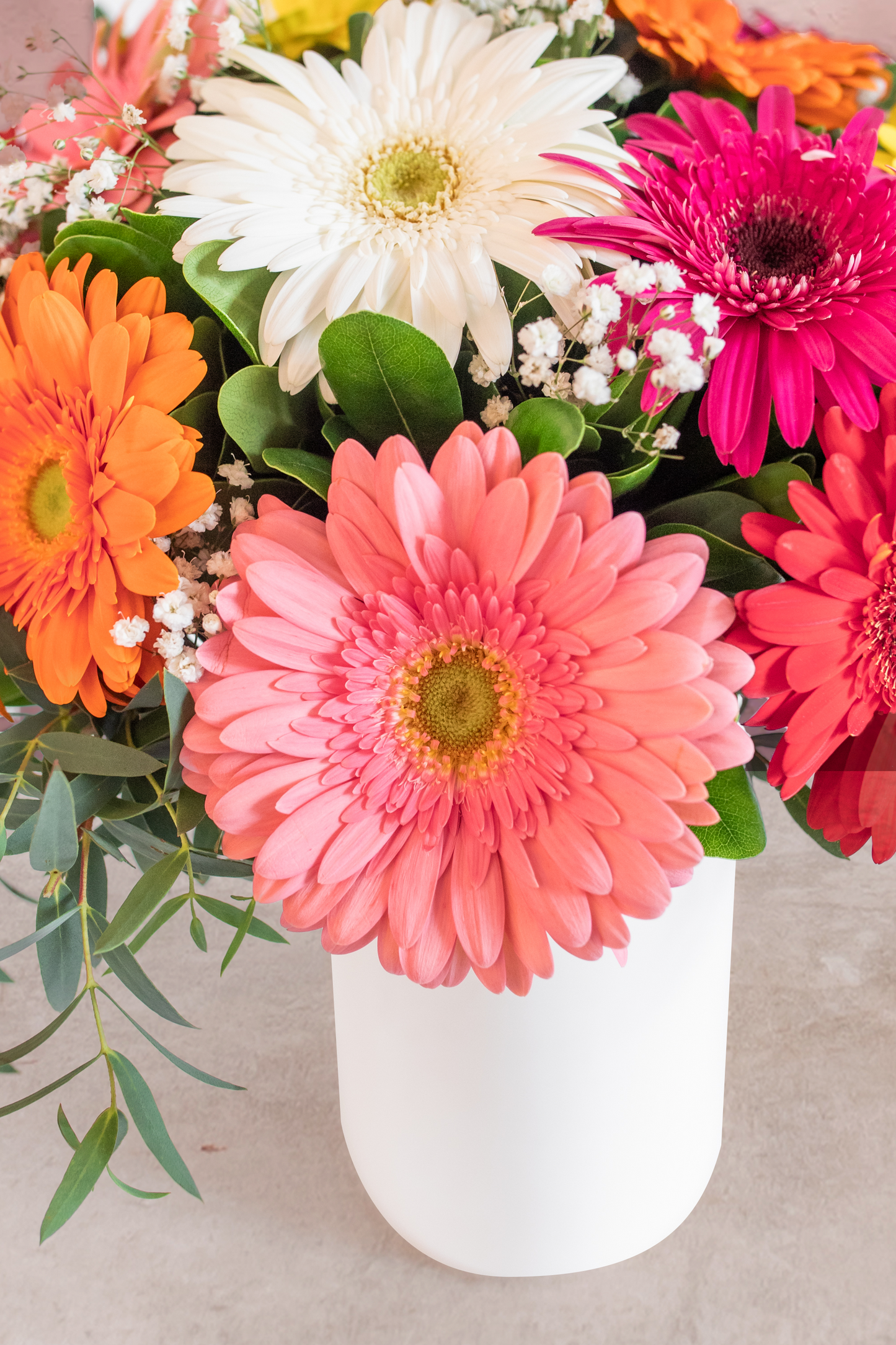 Encanto - Gerbera Multicolor