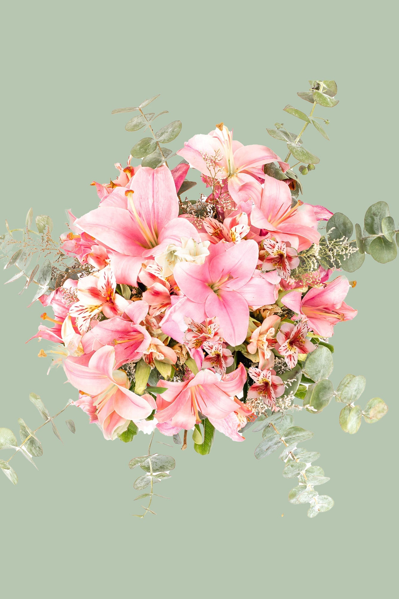 Pantera Rosa - Lilium Rosa