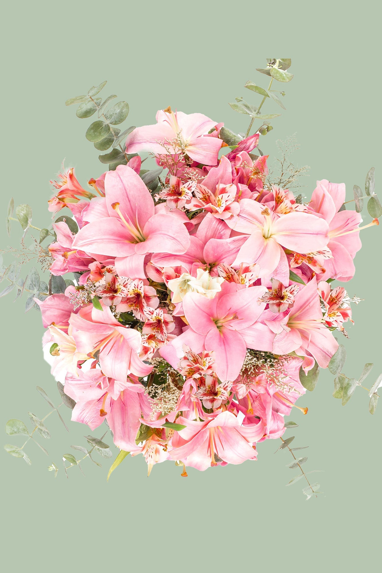 Pantera Rosa - Lilium Rosa