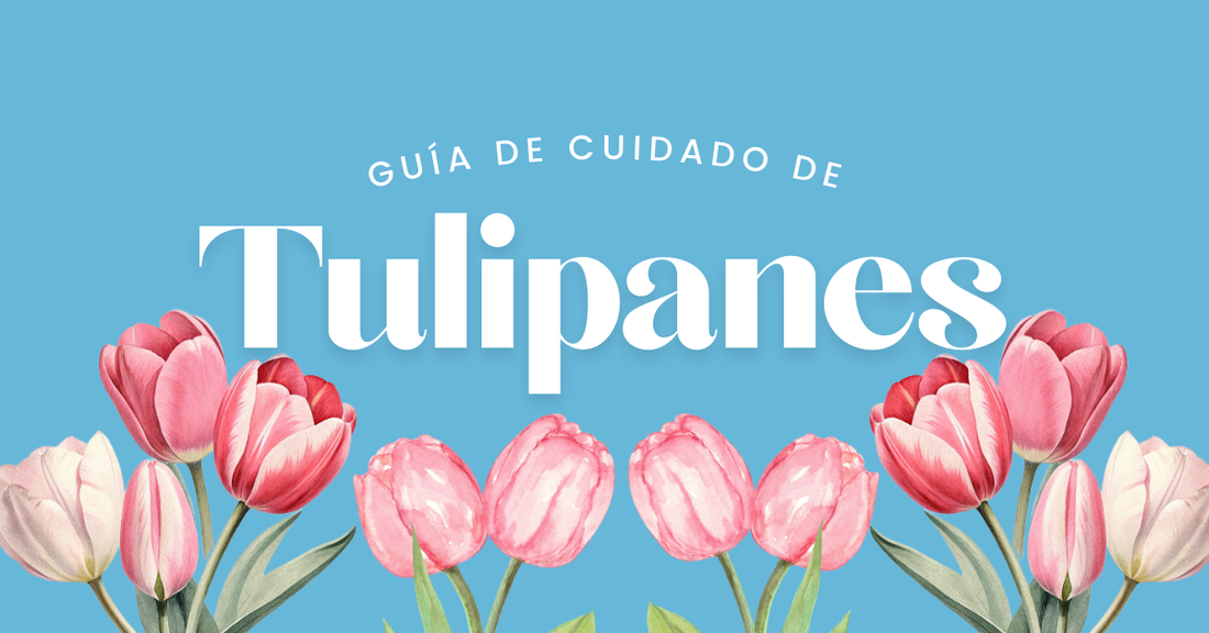 cuidado de los tulipanes