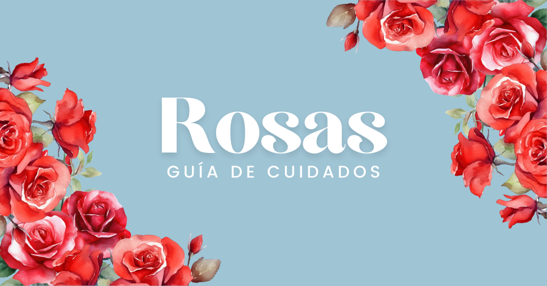 cuidado de rosas