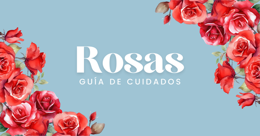 cuidado de rosas