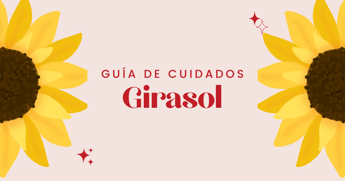 cuidados de girasol