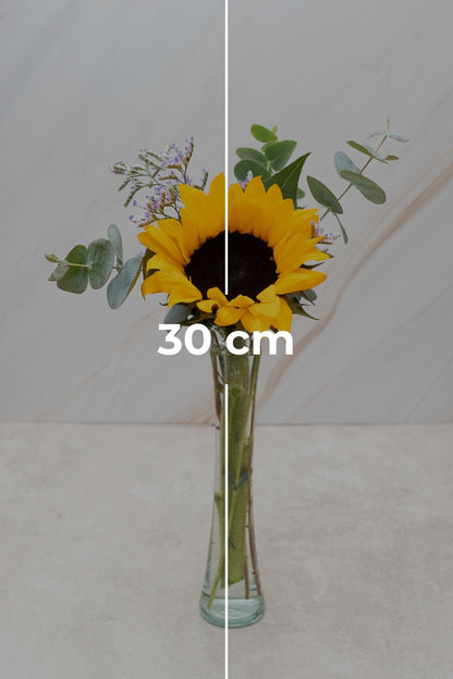 Rayito de Sol - Girasol (PEREIRA)