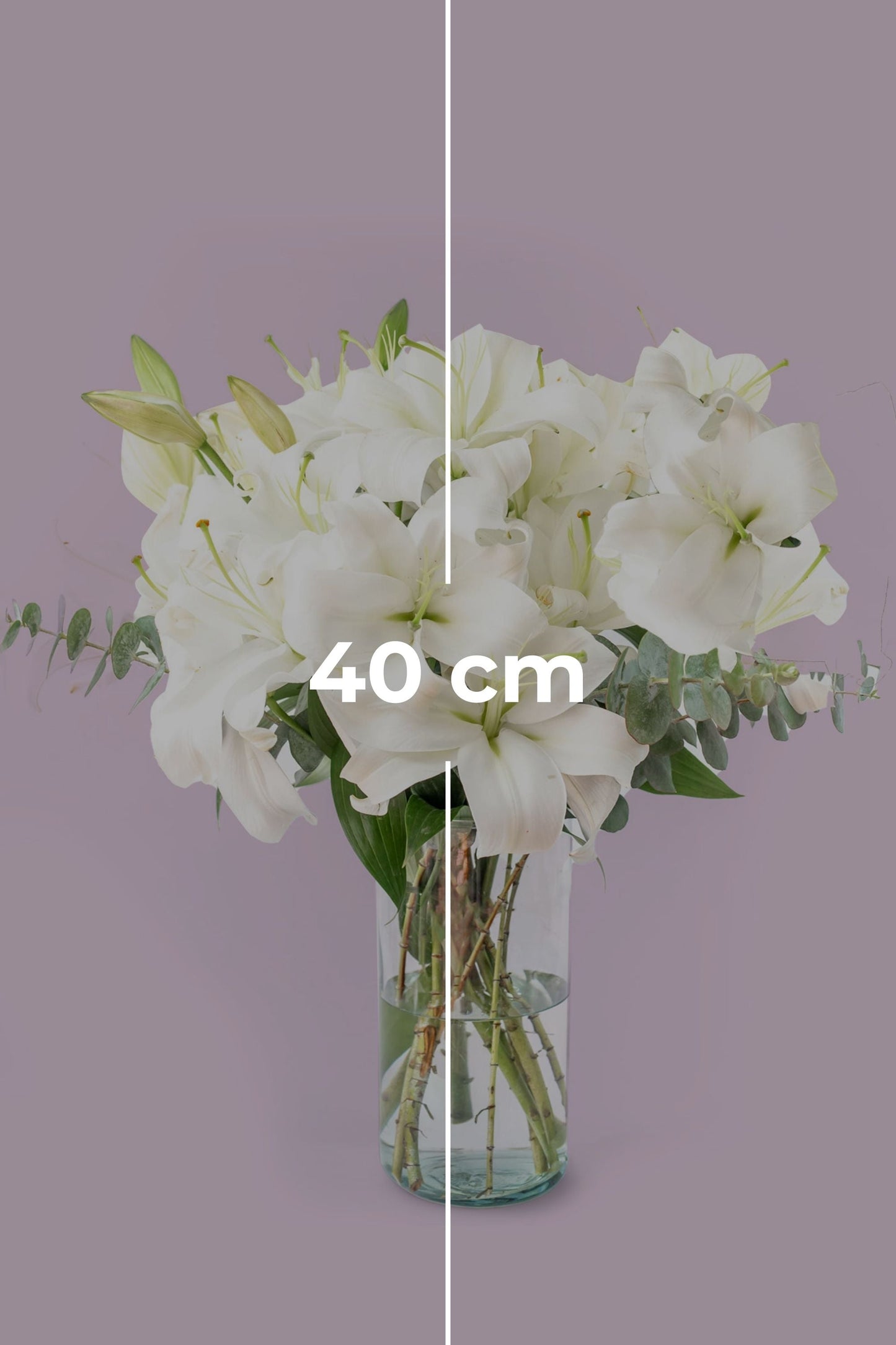 Casa Blanca - Lilium Blanca (PEREIRA)