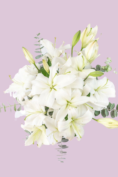 Casa Blanca - Lilium Blanca (PEREIRA)