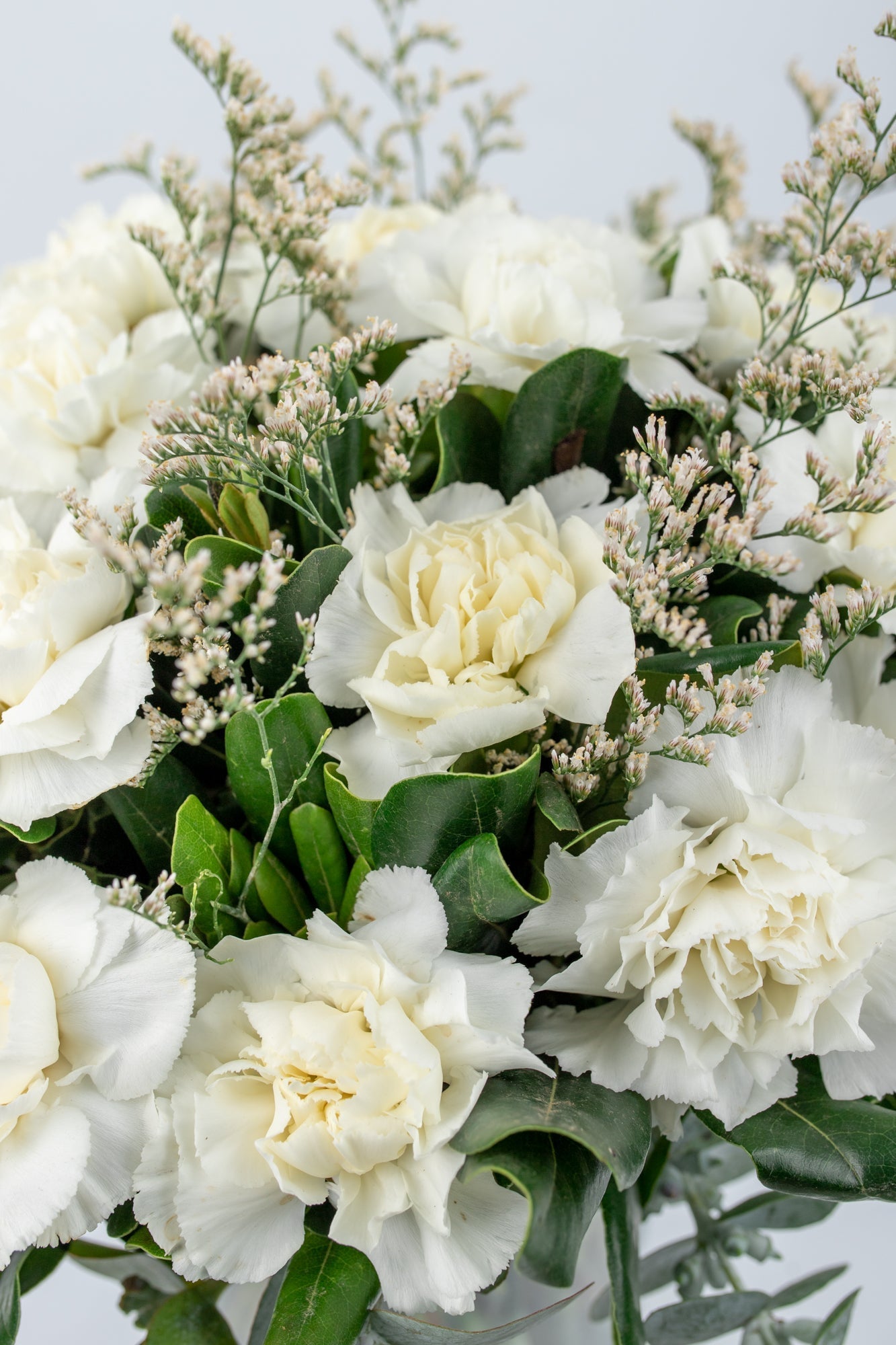 Rivera Flores / Clavel Blanco