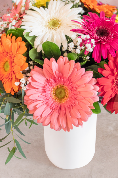 Encanto - Gerbera Multicolor (PEREIRA)