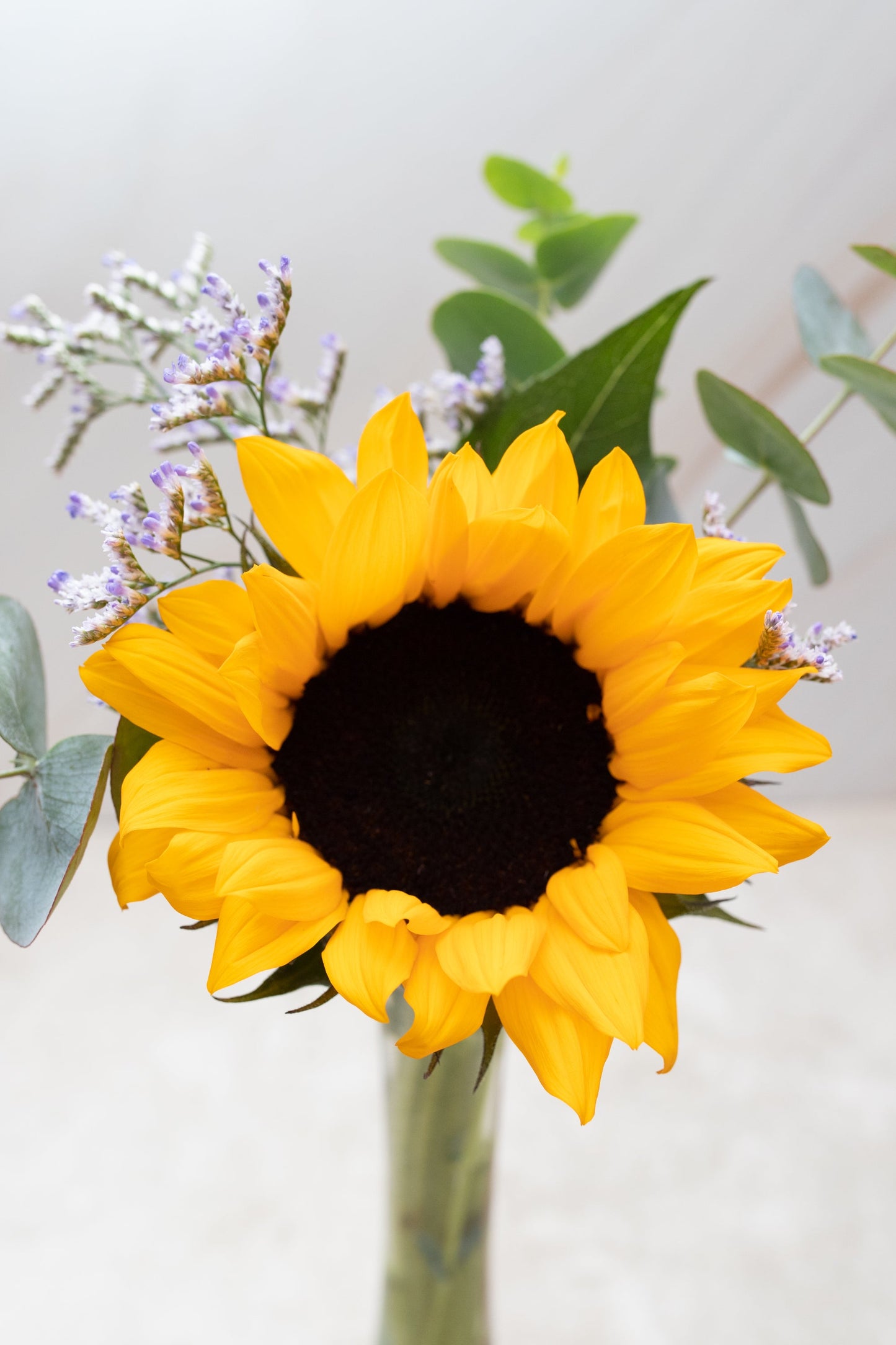 Rayito de Sol - Girasol (PEREIRA)